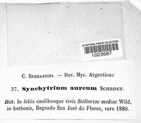 Synchytrium aureum image